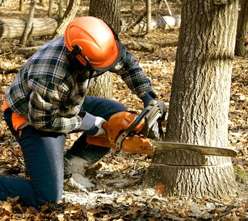 Tree Removal in Boss, MO